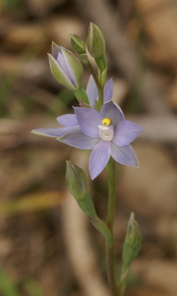 Thelymitra pauciflora